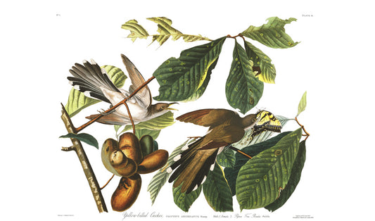 Plate 2 Yellow billed Cuckoo