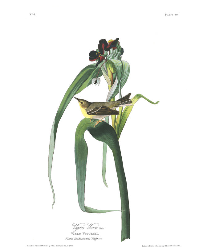 Plate 30 Vigors Vireo