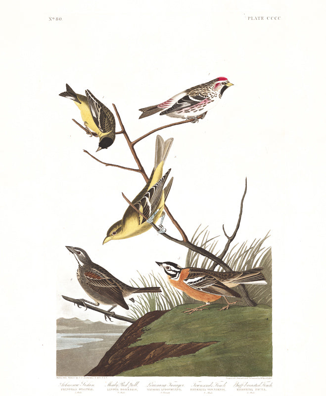 Plate 400 Ankansaw Siskin