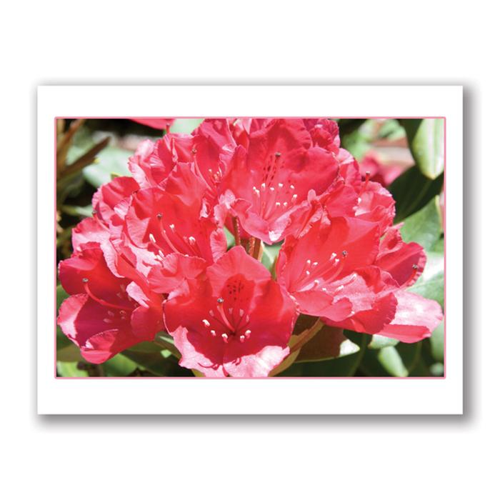 Red rhododendron flowers card by Kurt Neumann