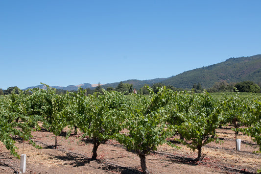 Vines 1