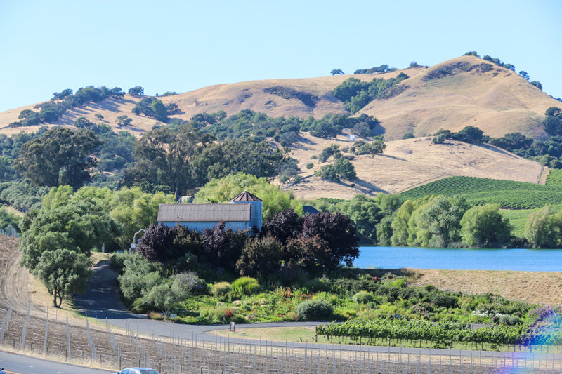 Vineyard 7