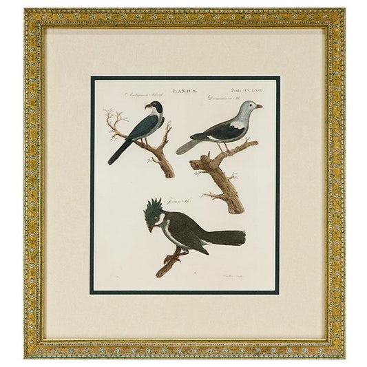 "Lanius Birds (1798)"