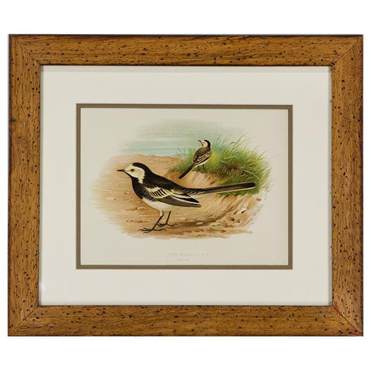 "Pied Wigtail (Plate 47)"