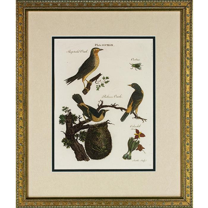 "Orioles (1790)"