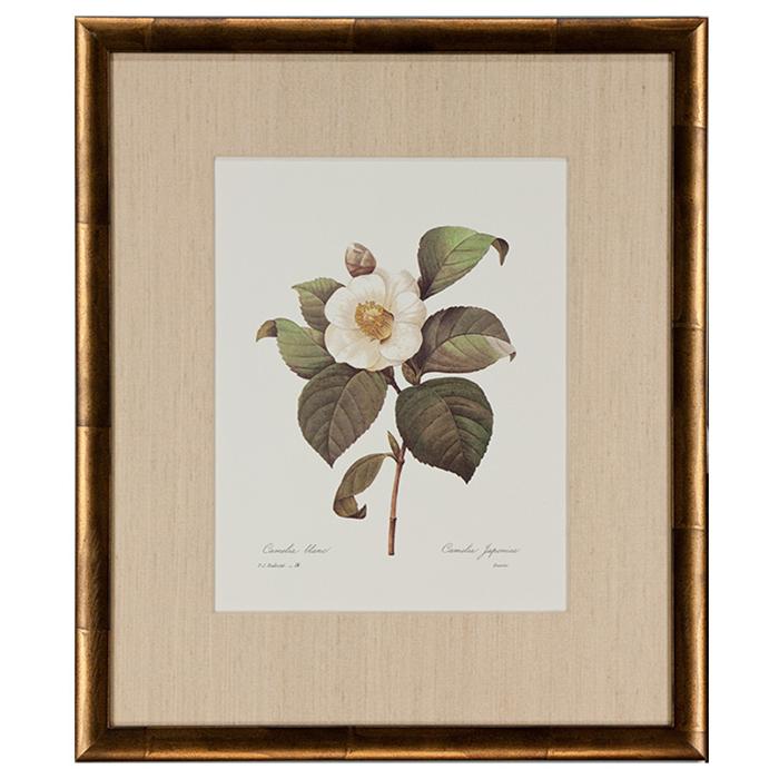 "Camelia Blanc" by P.J. Redoute