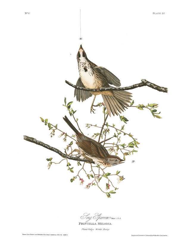 plate 25 song sparrow