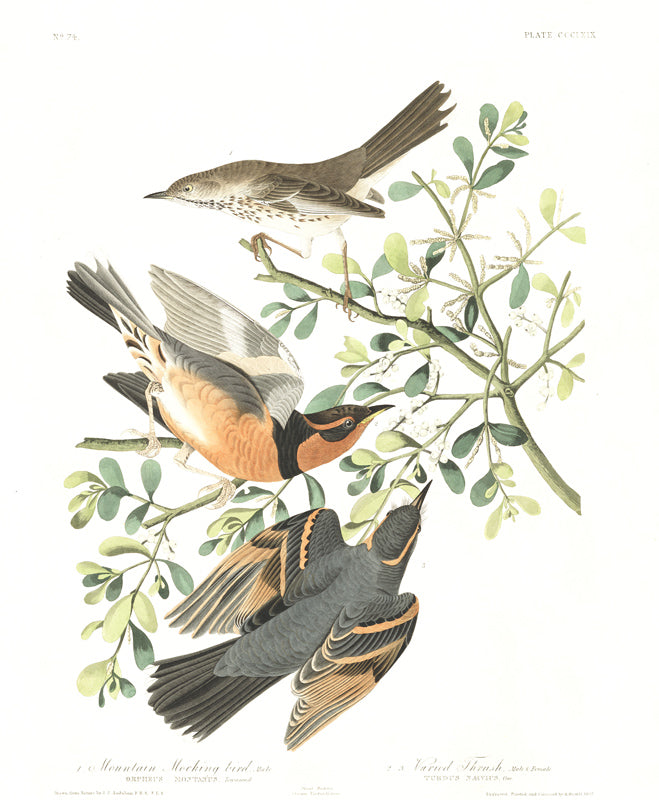 plate 369 mountain mocking bird