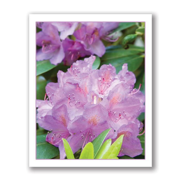 Purple rhododendron card by Kurt Neumann