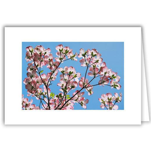 Helen Eddy photo card - Pink Dogwood Blossoms Blue Sky - Item 100D-1355-I