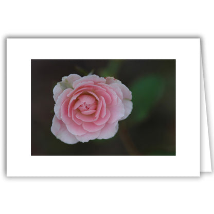Helen Eddy photo card - Pink Rose - Item 130D-67