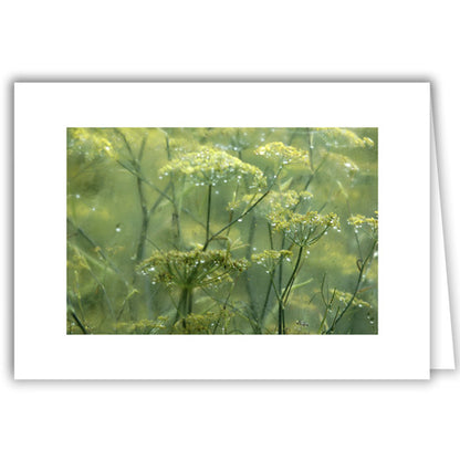 Helen Eddy photo card - Queen Anne's Lace - Item 14D-016