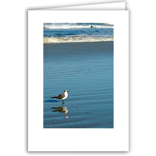 Helen Eddy photo card - Lone Gull with Reflection - Florida - Item 160D-49