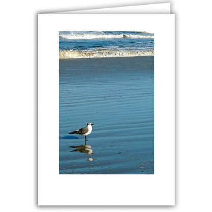 Helen Eddy photo card - Lone Gull with Reflection - Florida - Item 160D-49