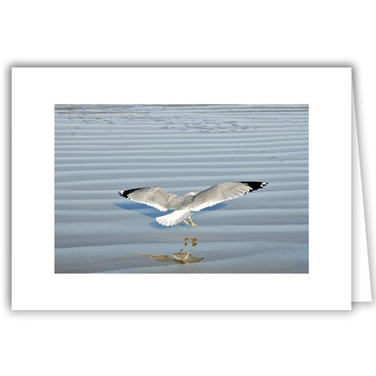 Helen Eddy photo card - Seagull Airborne and Reflection - Florida - Item 160D-50