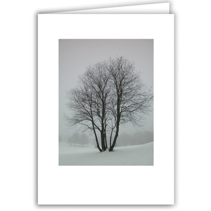 Helen Eddy photo card - Snow Dotted Tree - Winter - Item 18D-64