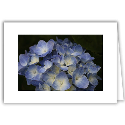 Helen Eddy photo card - Hydrangea Sitting - Item 213D-84