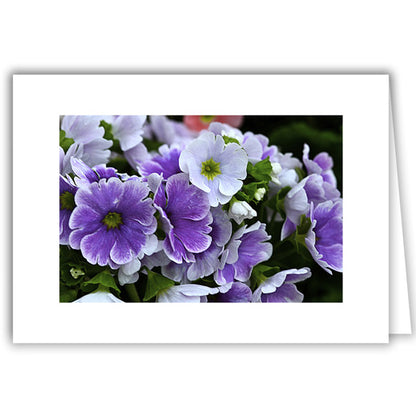 Helen Eddy photo card - Purple Flower with White - Item 222D-95