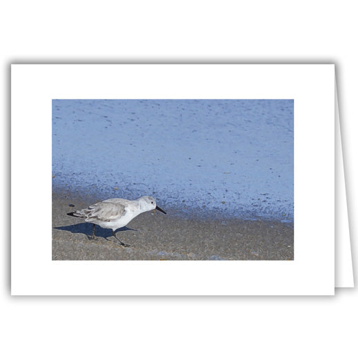 Helen Eddy photo card - Solo Sea Bird - Photo Painting - Item 241D-56