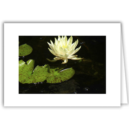 Helen Eddy photo card - White Water Lily - Item 272D-17