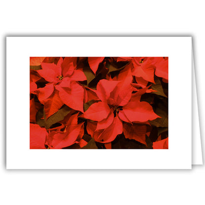 Helen Eddy photo card - Poinsettia - Winter - Item 275D-32