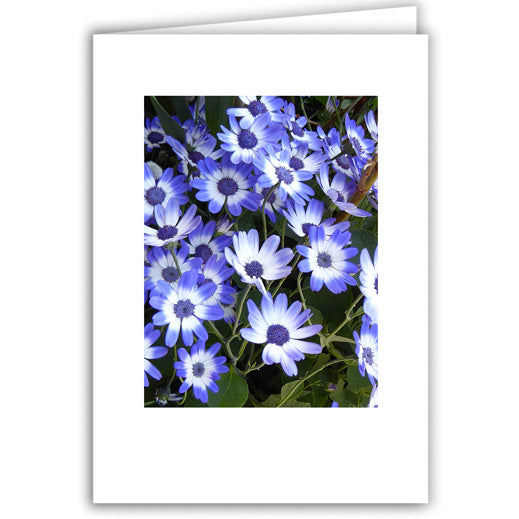 Helen Eddy photo card - Deep Blue Beauty - Item 278D-72