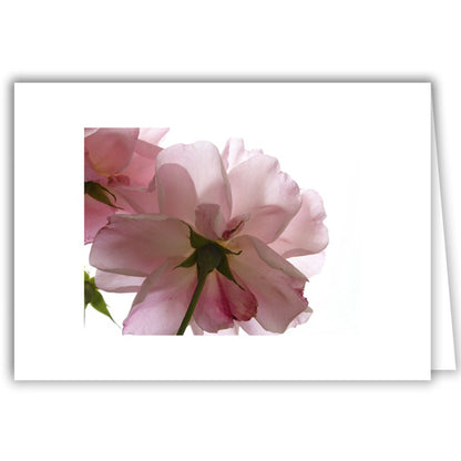 Helen Eddy photo card - Pink Backlit Rose - Item 281D-74