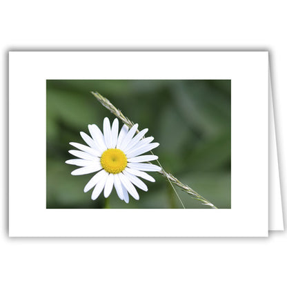 Helen Eddy photo card - Daisy with Grass - Item 295D-10