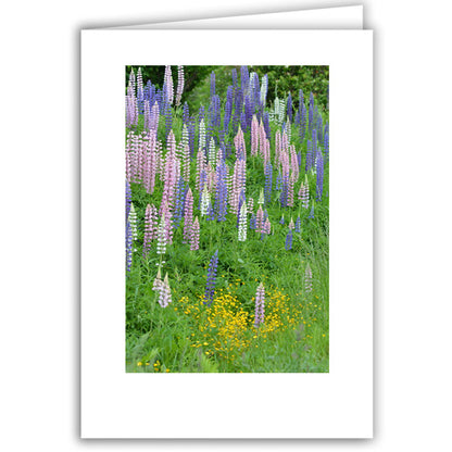 Helen Eddy photo card - Lupine and Yellow Mecardonia - Item 295D-13