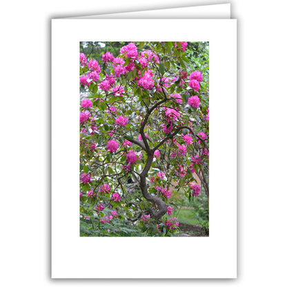 Helen Eddy photo card - Pink Rhododendron - Item 295D-26