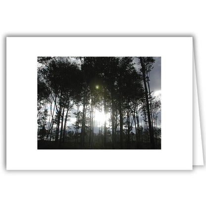 Helen Eddy photo card - Berkshire Trees - Item 2D-0305