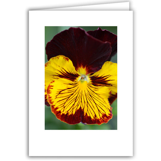 Helen Eddy photo card - Dark Red and Bright Yellow Pansy - Item 318D-45