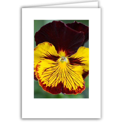 Helen Eddy photo card - Dark Red and Bright Yellow Pansy - Item 318D-45
