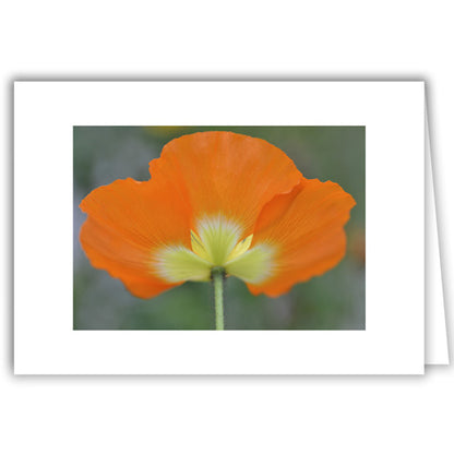 Helen Eddy photo card - Orange Poppy - Item 318D-46