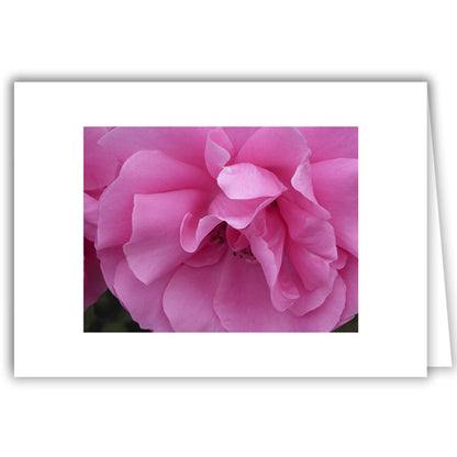 Helen Eddy photo card - Pink Rose - Item 321D-37