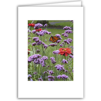 Helen Eddy photo card - Monarch Butterfly between Poppies - Peterborough, NH - Item 323D-74