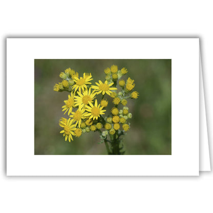 Helen Eddy photo card - Sprig of Yellow Daisies - Item 335D-52