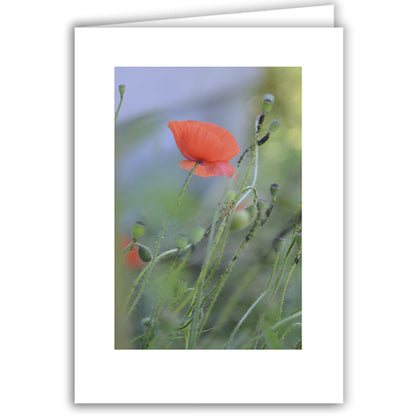 Helen Eddy photo card - Poppy - Item 335D-64
