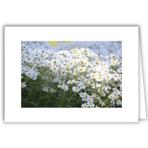 Helen Eddy photo card - Daisies in Field - Item 335D-70