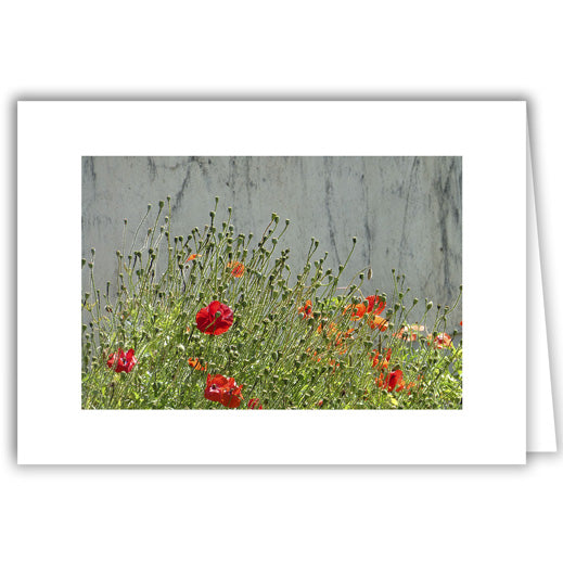 Helen Eddy photo card - Poppies Against a Wall - photo by David Stafford - Item 339D-16