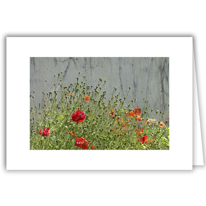 Helen Eddy photo card - Poppies Against a Wall - photo by David Stafford - Item 339D-16