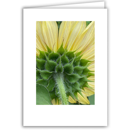 Helen Eddy photo card - Sunflower Back Detail - Item 357D-55