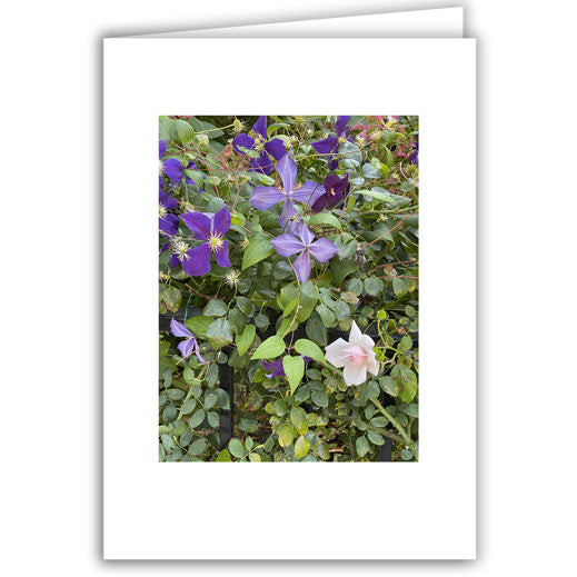 Helen Eddy photo card - Rose and Clematis - Item 357D-80