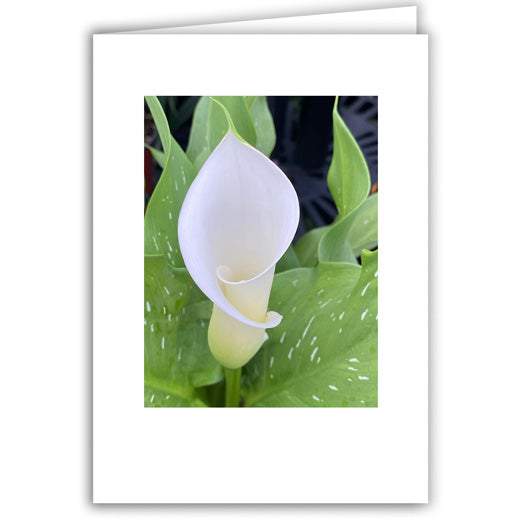 Helen Eddy photo card - Calla Lily - Item 363D-121