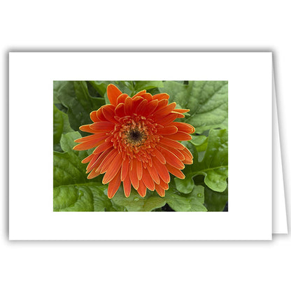Helen Eddy photo card - Orange Gerber Daisy - Item 363D-122