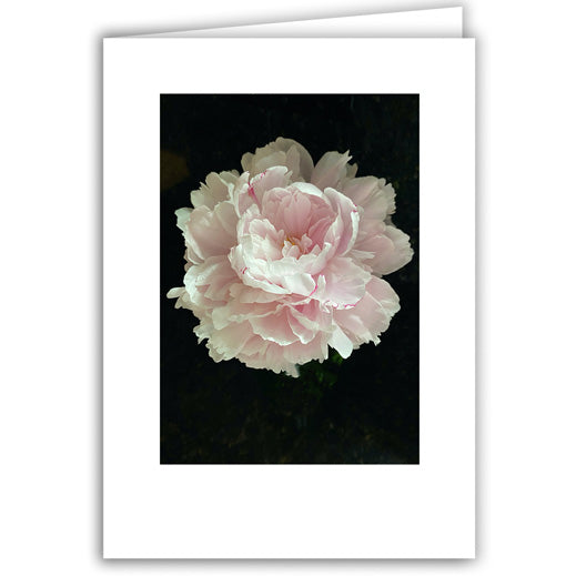 Helen Eddy photo card - Single Peony - Item 365D-31