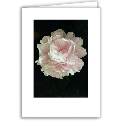 Helen Eddy photo card - Single Peony - Item 365D-31