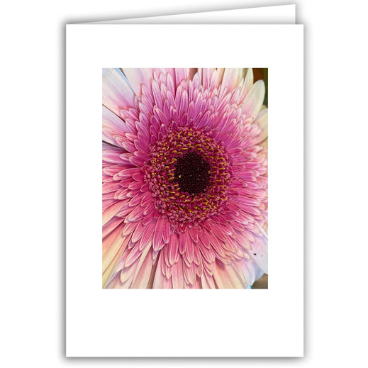 Helen Eddy photo card - New England Aster - Item 367D-107