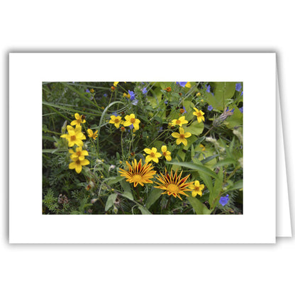 Helen Eddy photo card - Sunflowers - True or False - Item 371D-103
