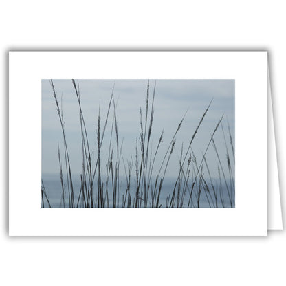 Helen Eddy photo card - Sea Grasses - Item 48D-09